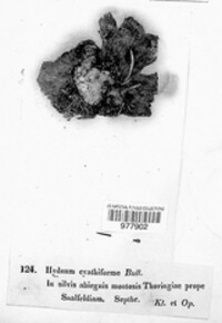 Phellodon tomentosus image